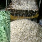 Làm giá ăn bằng hóa chất