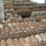 Trồng nấm linh chi ở Tiên Yên cho hiệu quả cao