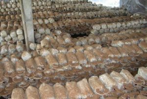 Trồng nấm linh chi ở Tiên Yên cho hiệu quả cao