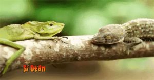 Tắc kè, kỳ nhông đại chiến
