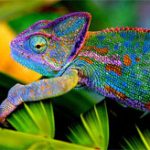 Tắc kè hoa bị mù có thể thay đổi màu sắc hay không?