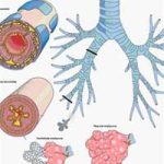 VN có số người mắc bệnh phổi tắc nghẽn mạn tính cao nhất Châu Á – Thái Bình Dương