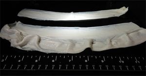 Dùng gelatin làm “giàn giáo” để tạo cơ cho thịt nhân tạo