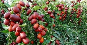 Lợi ích tuyệt vời của táo đỏ Tân Cương bạn nên biết