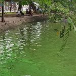 Tảo lam bùng phát dày đặc ở hồ Hoàn Kiếm sau nạo vét