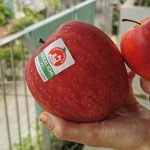Táo đắt nhất thế giới 500.000 đồng/quả có gì đặc biệt?