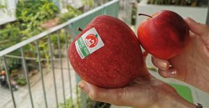 Táo đắt nhất thế giới 500.000 đồng/quả có gì đặc biệt?