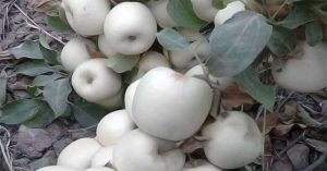 Loại táo “ma” kỳ lạ có vỏ và ruột màu trắng muốt