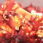Trồng thành công giống tảo biển có vị giống thịt lợn muối