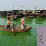 Tảo lục đe dọa bờ biển phía đông Trung Quốc