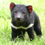 Phát hiện mới ngăn Tasmanian Devil tuyệt chủng