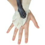 Tại sao động vật có vú thường có 5 ngón tay?