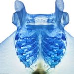 Cá đẹp lung linh nhờ tẩy trắng, nhuộm màu