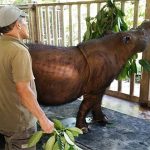 Con tê giác Sumatra cuối cùng ở Malaysia đã chết vì ung thư