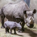 Tê giác hiếm ở Đông Phi sinh con