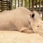 Cái chết của tê giác trắng Sudan và lời cảnh báo đến toàn nhân loại