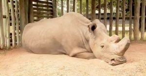 Cái chết của tê giác trắng Sudan và lời cảnh báo đến toàn nhân loại