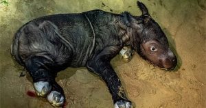 Tê giác Sumatra cực hiếm sinh con ở Indonesia