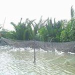 Có nguy cơ đại dịch cúm với chủng H5N1 biến đổi