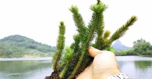 Cây thạch tùng răng cưa giúp hỗ trợ điều trị bệnh Alzheimer