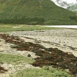 Khả năng hấp thu CO2 của thảm thực vật ở Bán cầu Bắc suy giảm mạnh