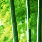 Tại sao có một số cây lại rỗng thân?