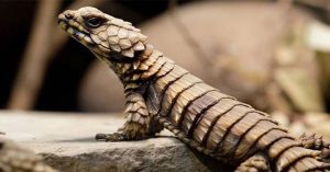 Thằn lằn Armadillo – Loài rồng bên ngoài đời thực