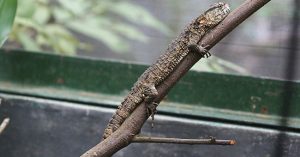 Loài thằn lằn quý hiếm mang hình thù cá sấu