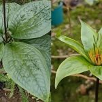 Chàng trai chia sẻ loài cây lạ nở hoa màu xanh, dân mạng khẳng định là thứ cực quý ở Việt Nam