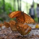 Chiêm ngưỡng thiên đường bươm bướm lớn nhất thế giới tại Vân Nam, Trung Quốc