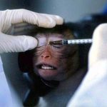 Thử nghiệm trên động vật có phi đạo đức?