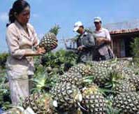 Việt Nam chế tạo thành công máy hút ẩm và sấy lạnh đa năng