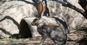 Tai to cũng là một lợi thế: Bí mật sinh tồn của loài thỏ Antelope Jackrabbit!