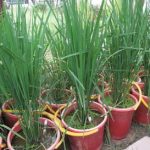 Không xác định được niên đại “thóc cổ” thành Dền