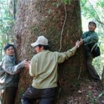 Thông hai lá dẹt – cổ thực vật hóa thạch sống