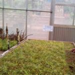 Đà Lạt: nhân giống thông cổ hai lá dẹt