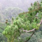 Lộ diện loài thông mới ở Việt Nam cả thế giới chưa biết
