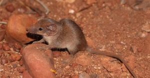 Phát hiện hai loài thú có túi với kích thước nhỏ nhất Australia