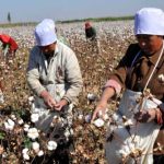 Trung Quốc lai tạo giống bông mới để cắt giảm ô nhiễm