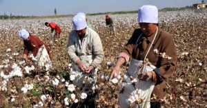 Trung Quốc lai tạo giống bông mới để cắt giảm ô nhiễm