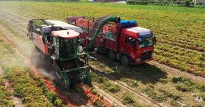 Cỗ máy thu hoạch cà chua hiệu quả bằng 150 người