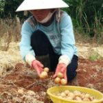 Sản xuất thành công khoai tây siêu nguyên chủng