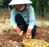Sản xuất thành công khoai tây siêu nguyên chủng