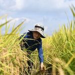 Trung Quốc tiến hành thu hoạch vụ “lúa vũ trụ” đầu tiên