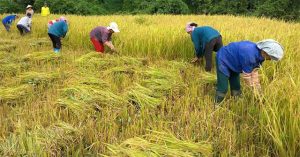 Bảo quản thóc quy mô hộ gia đình