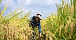 Trung Quốc tiến hành thu hoạch vụ “lúa vũ trụ” đầu tiên