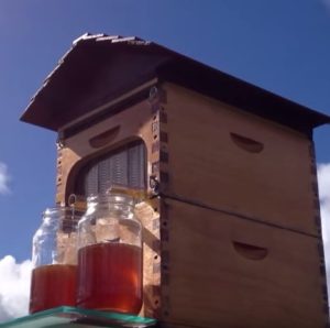 Flow Hive – Hệ thống khai thác mật ong tự động