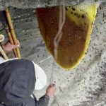 Mật ong điên tạo cảm giác hưng phấn như cần sa