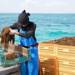 Lợi ích của tảo nâu Okinawa mozuku với sức khỏe
