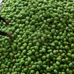 Có thể làm sôcôla từ quả xoài?
